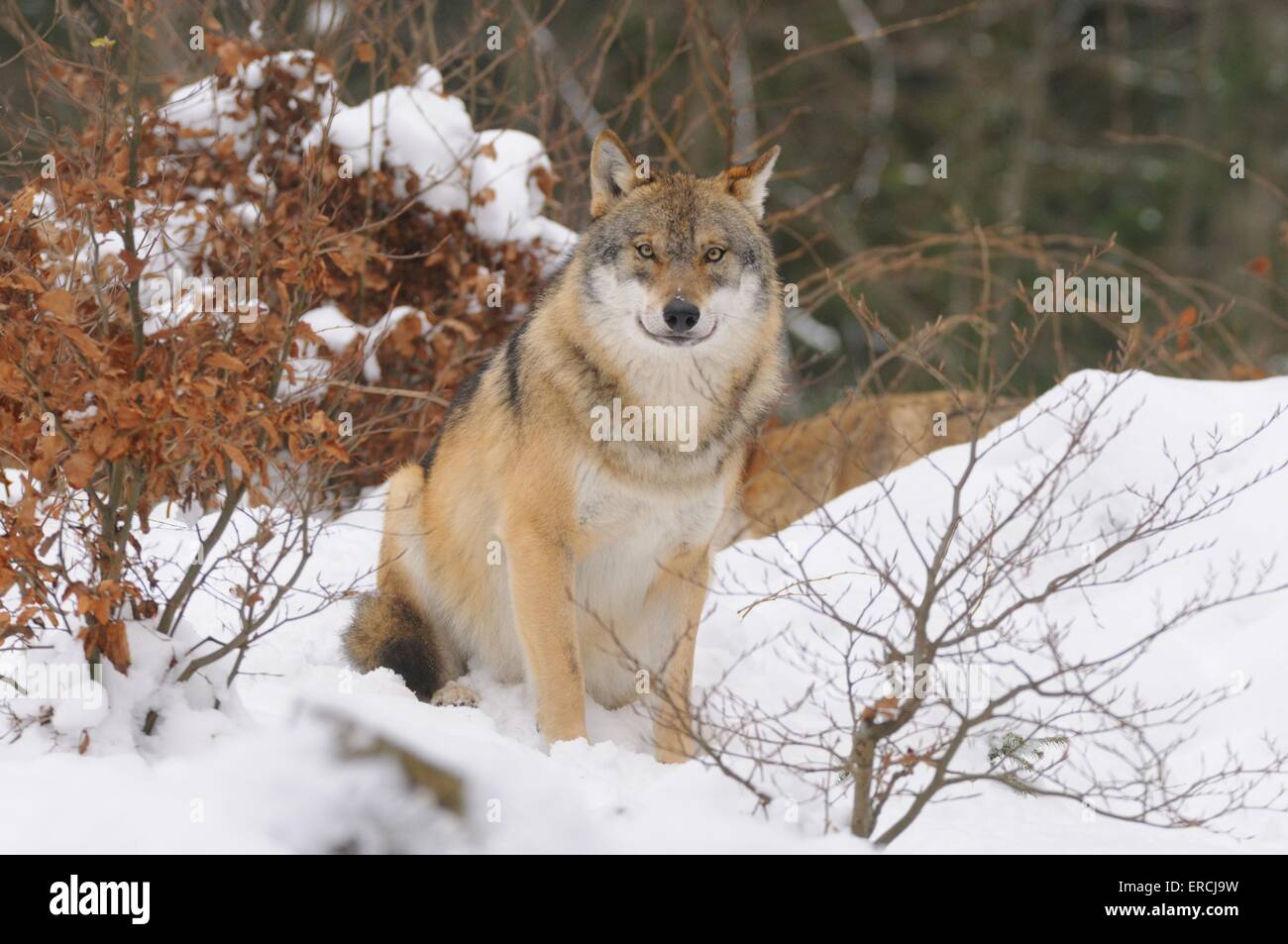 Greywolf Stockfoto