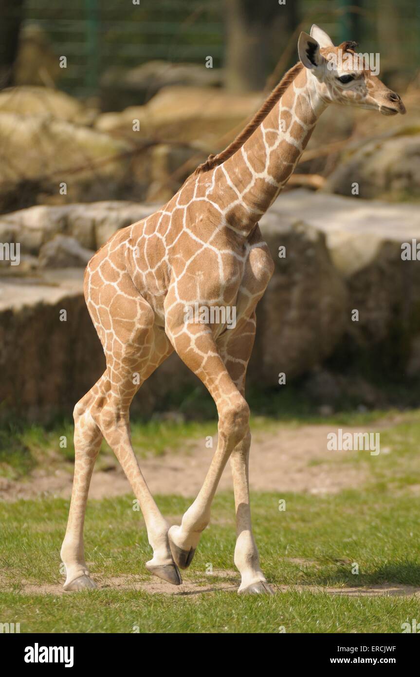 junge giraffe Stockfoto