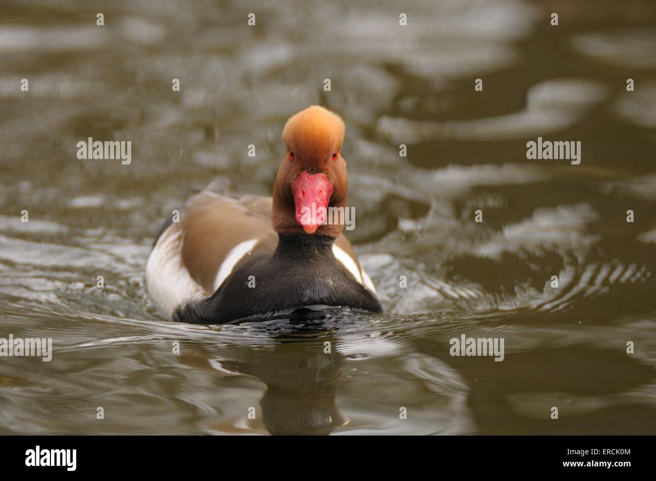 Kolbenente Stockfoto