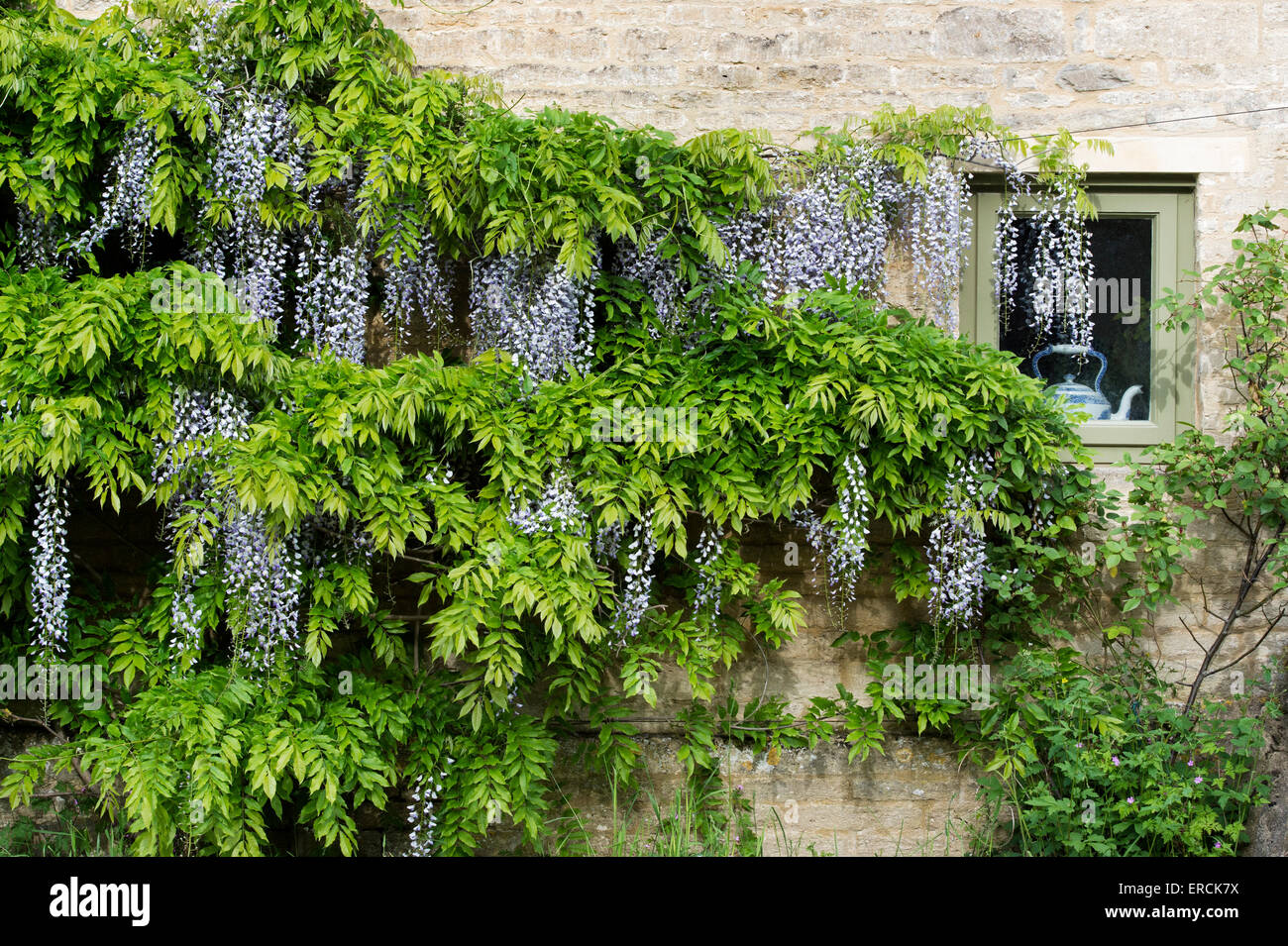 Wasserkocher in einem Häuschen Fenster umgeben von Glyzinien in den Cotswolds. Gloucestershire, England Stockfoto