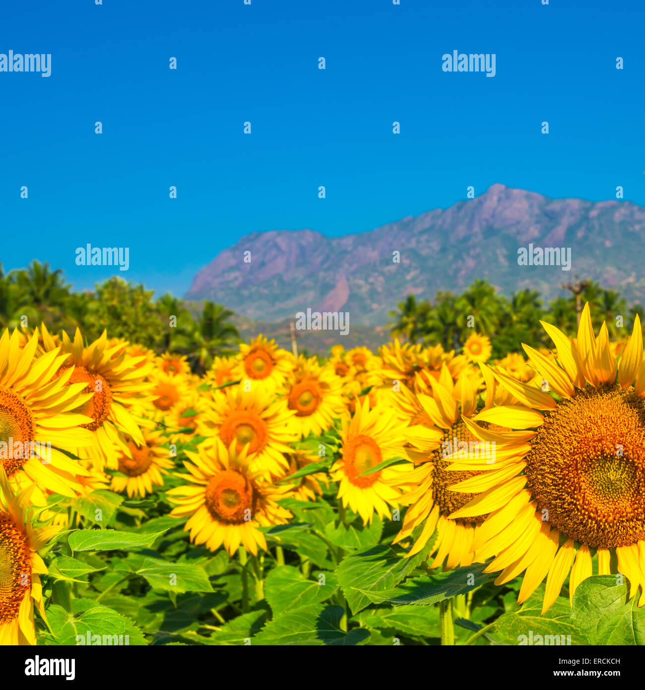 Schöne blühende Feld von Sonnenblumen Hintergrund mit blauer Himmel, Palmen und Berge in Indien, Nahaufnahme Stockfoto