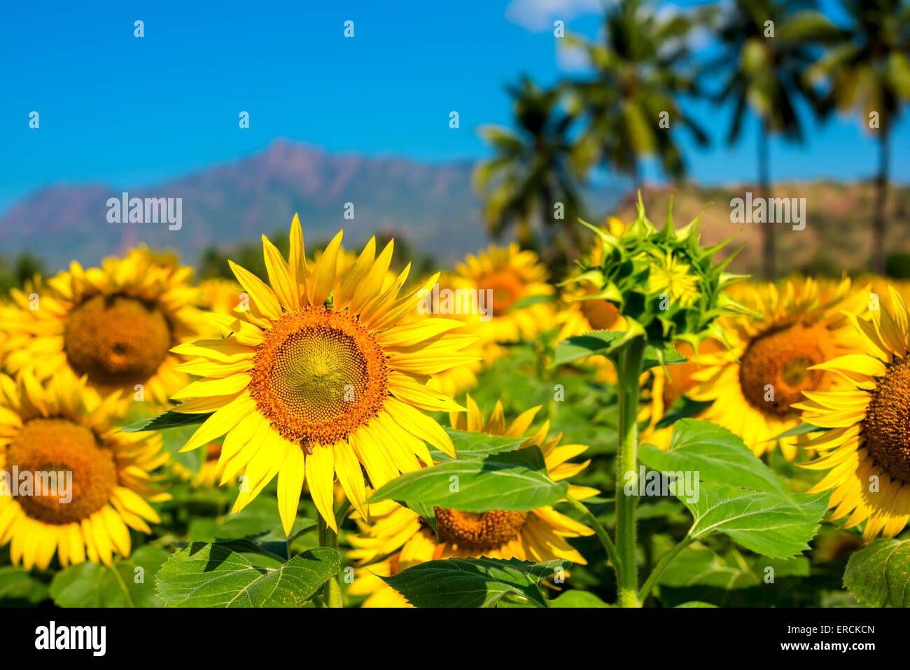 Schöne blühende Feld von Sonnenblumen Hintergrund mit blauer Himmel und Berge in Indien, Nahaufnahme Stockfoto