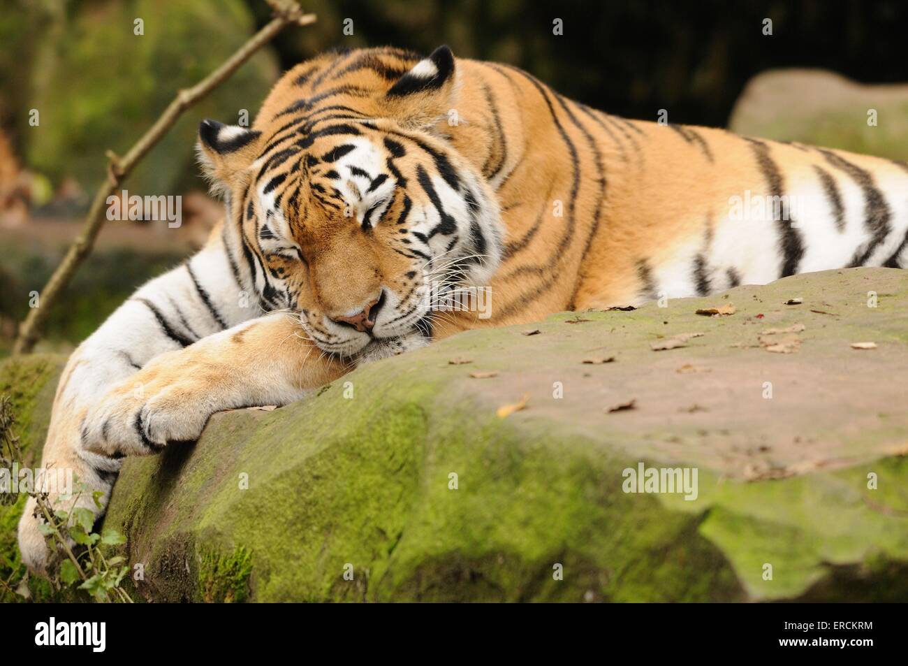 Sibirischer tiger Stockfoto
