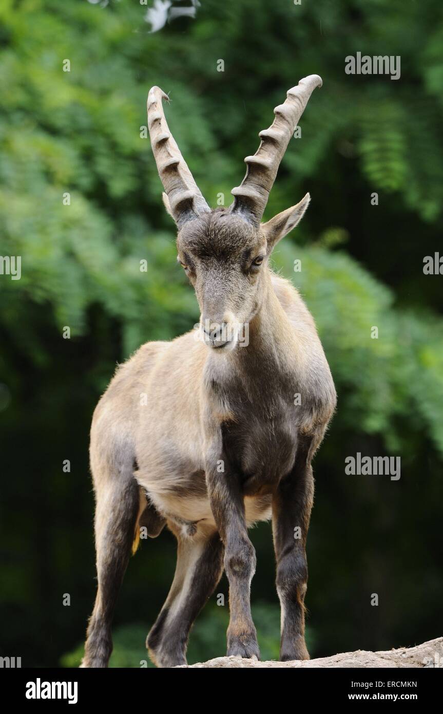 Alpensteinbock Stockfoto