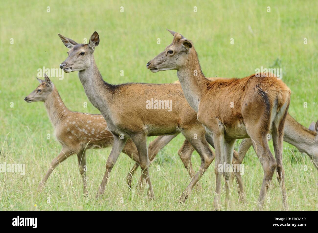 Red deer Stockfoto