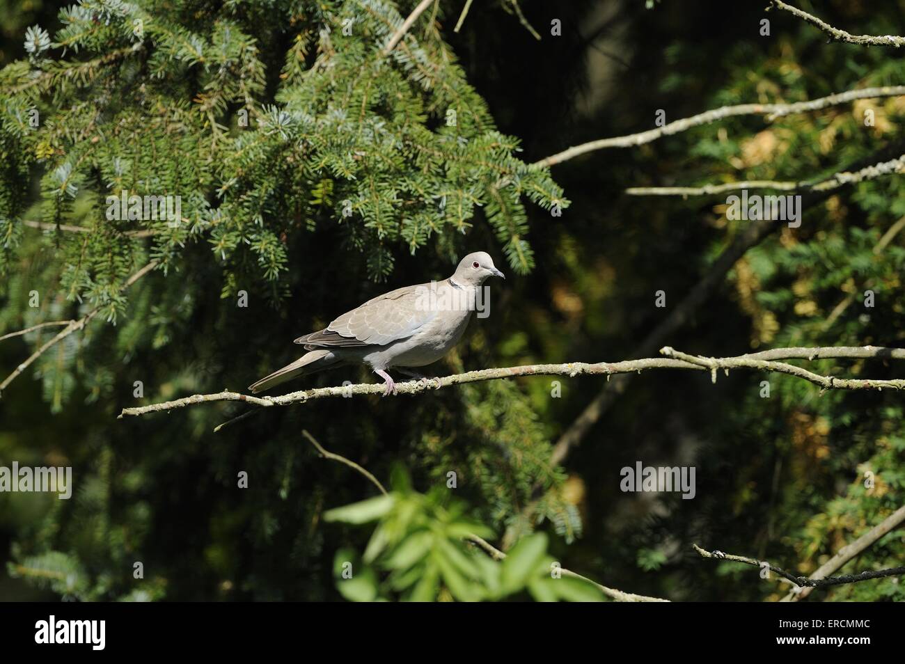 Eurasian collared dove Stockfoto