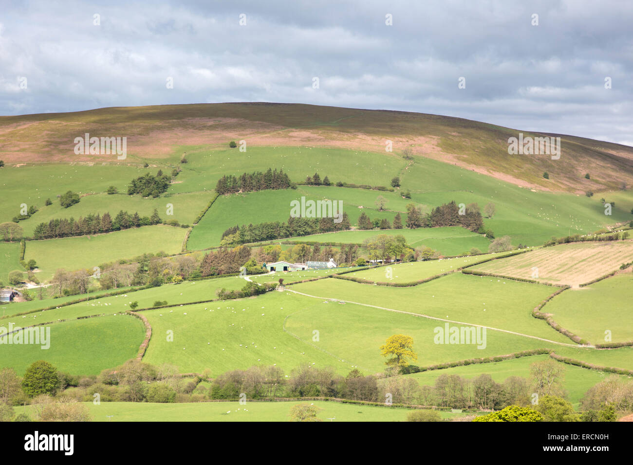 Walisischen Grenze Land nahe Builth Wells, Powys, Mid Wales, UK Stockfoto