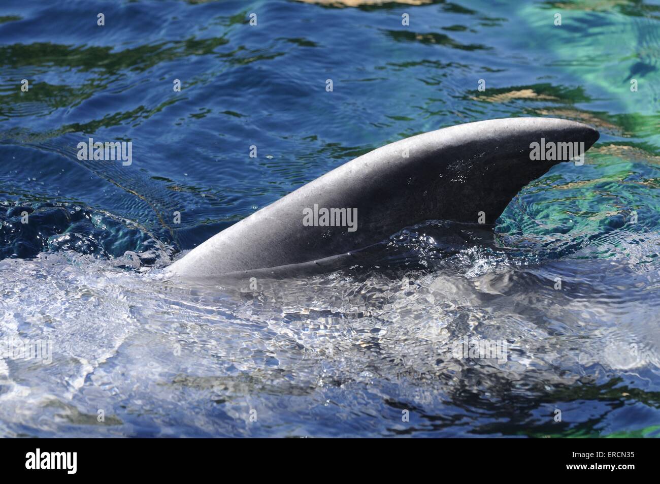 Flasche – Nosed dolphin Stockfoto