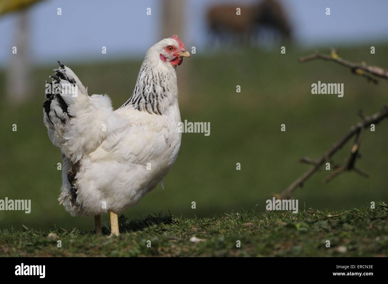 Huhn Stockfoto