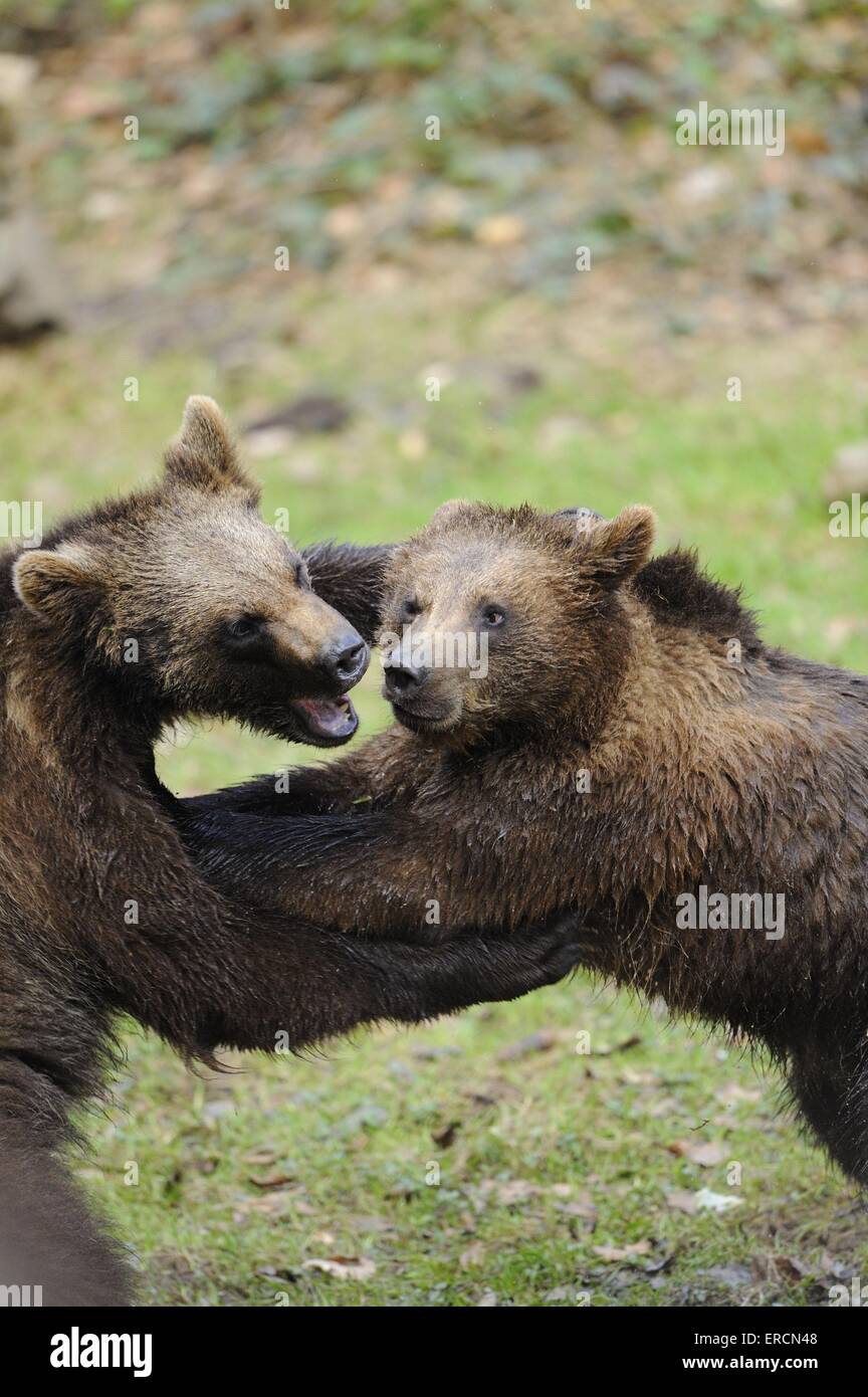 Braunbären Stockfoto