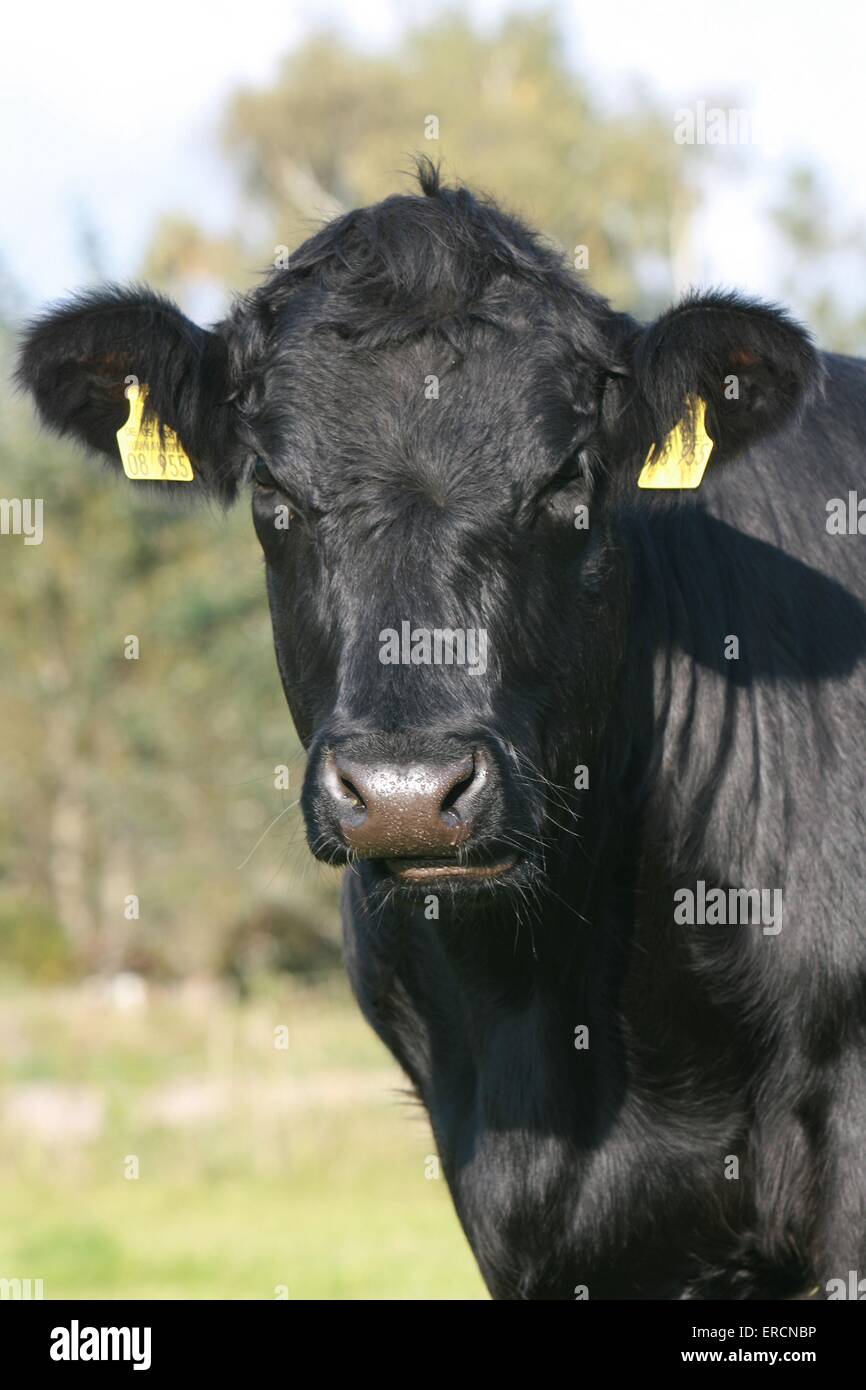 Welsh Black Stockfoto