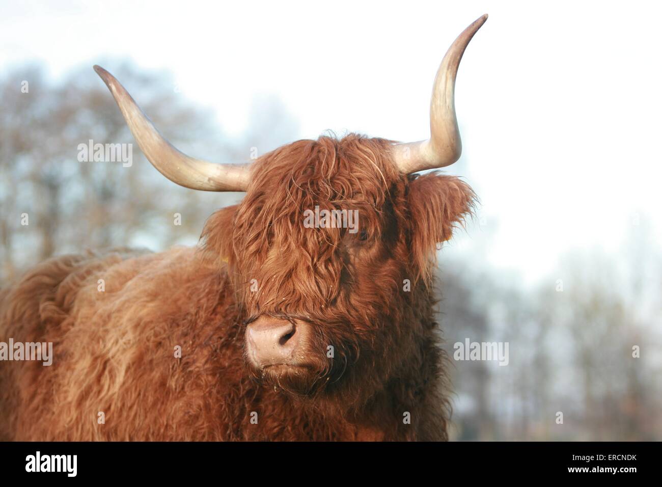 Hochlandrinder Stockfoto