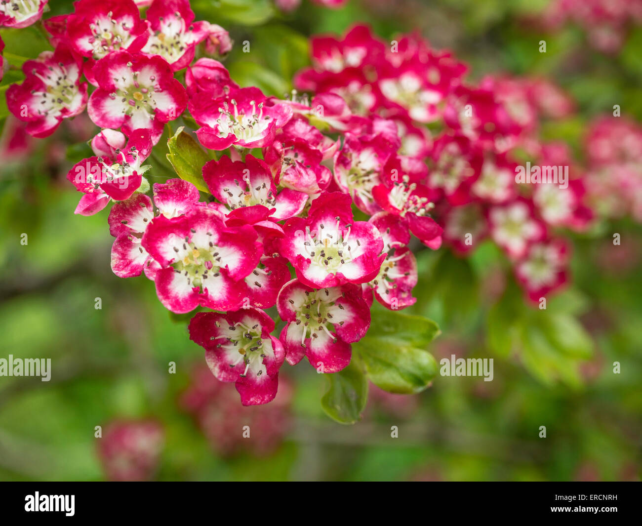 Crataegus Laevigata 'Crimson Wolke' Blumen Stockfoto