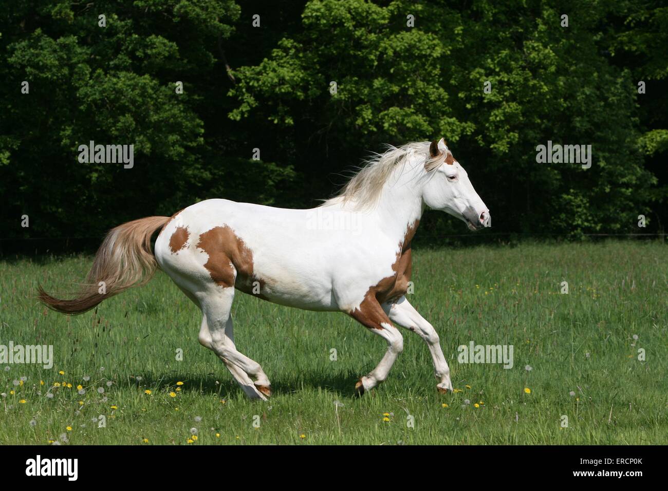 Paint Horse Galopp Stockfoto