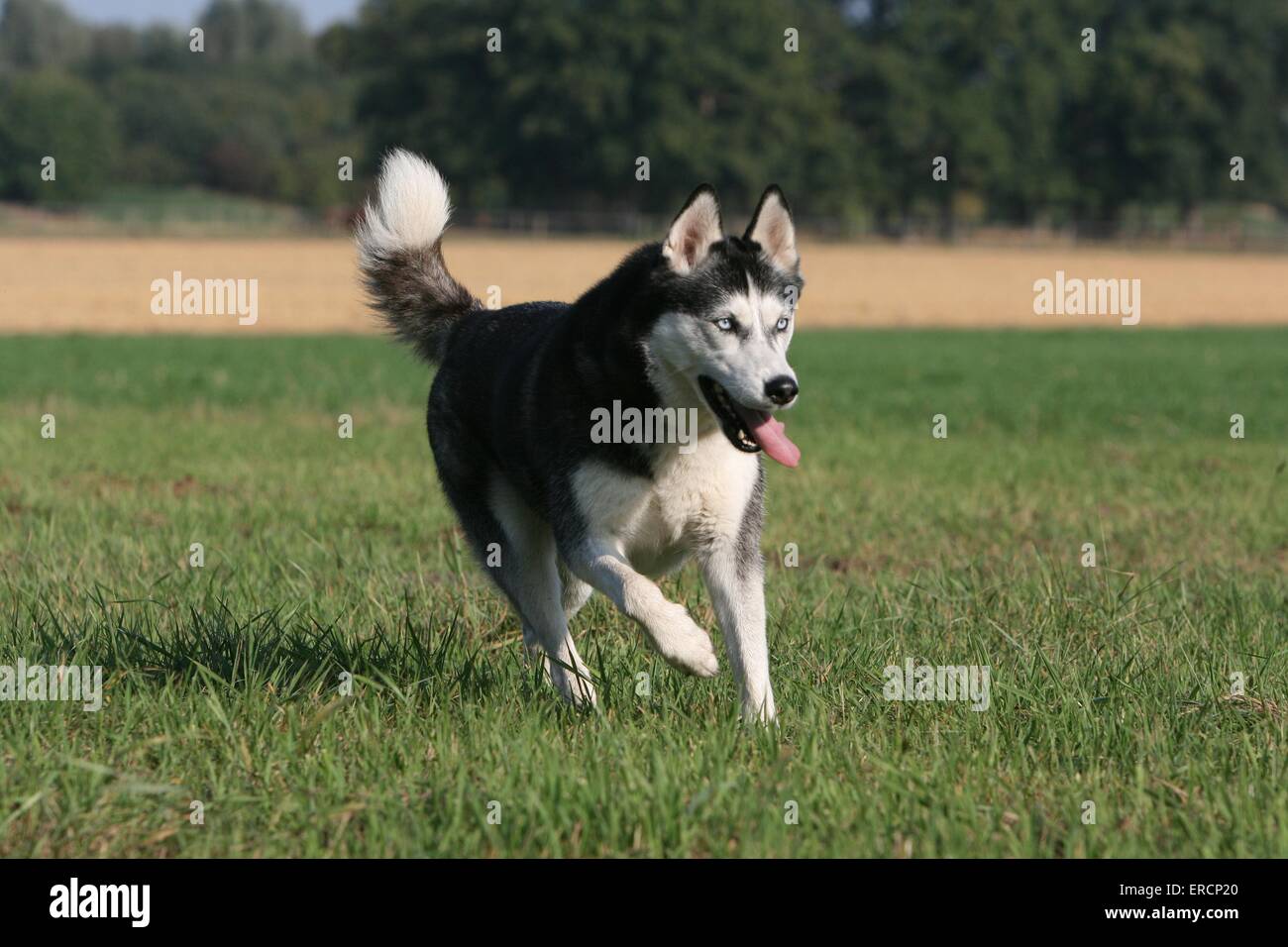 Siberian Husky läuft Stockfoto