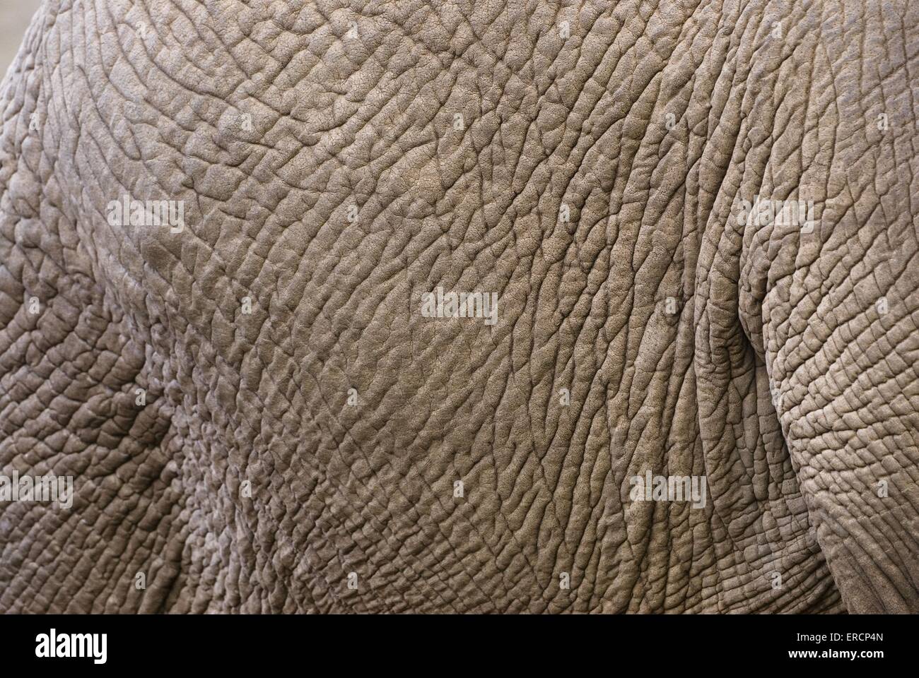 Afrikanischer Elefantenhaut Stockfoto