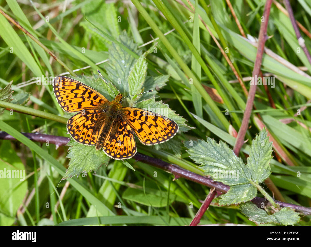 Kleine Perle-umrandeten Fritillary. Bentley Holz, West Tytherley, Hampshire, England. Stockfoto