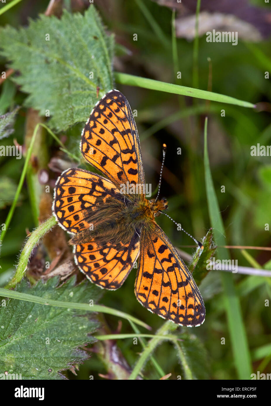 Kleine Perle-umrandeten Fritillary. Bentley Holz, West Tytherley, Hampshire, England. Stockfoto