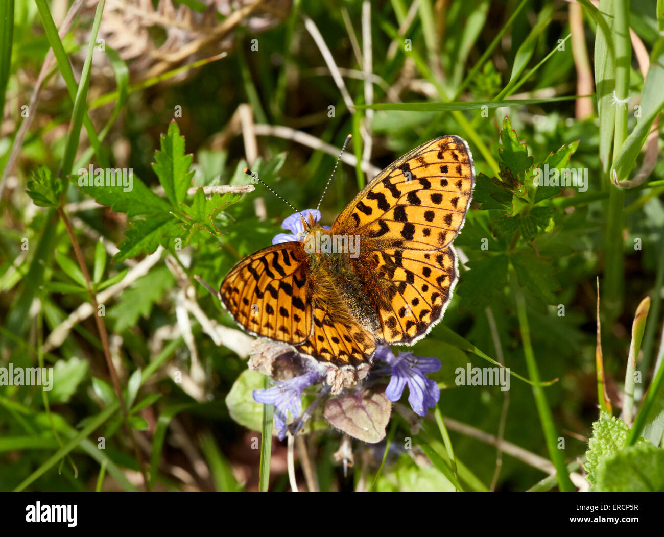 Pearl - grenzt Fritillary nectaring auf Bugle. Bentley Holz, West Tytherley, Hampshire, England. Stockfoto