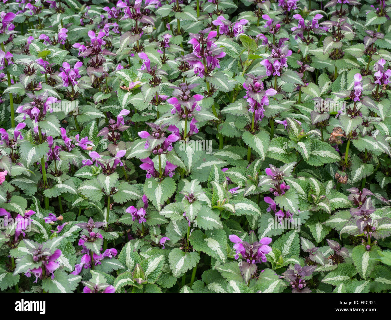 Lamium Maculatum Blumen und Schnittgrün Stockfoto