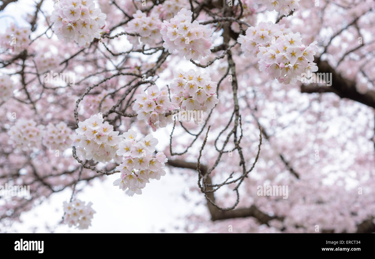 Japan Kirsch Blüten Stockfoto