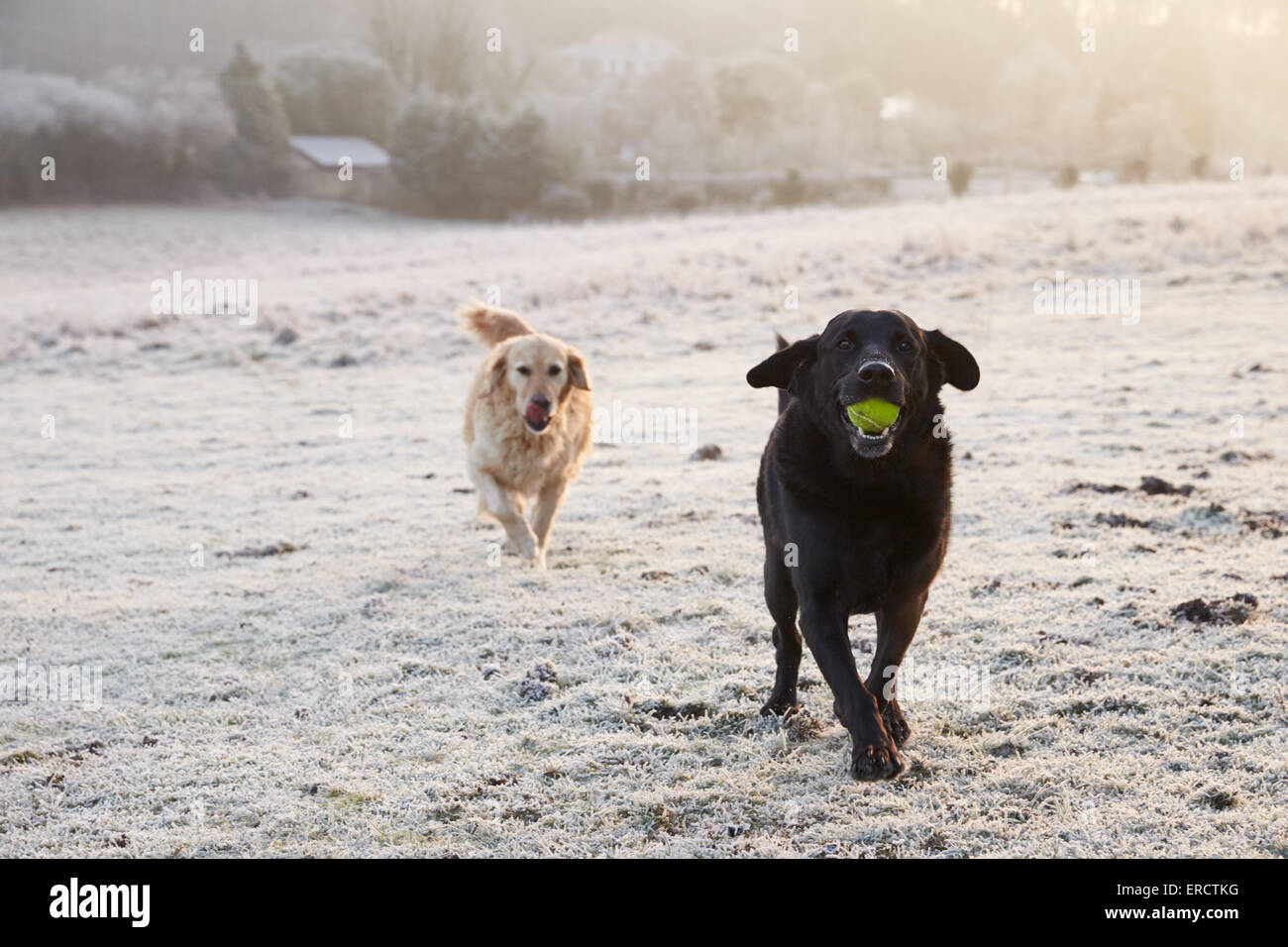Zwei Hunde laufen durch frostige Landschaft jagen Ball Stockfoto