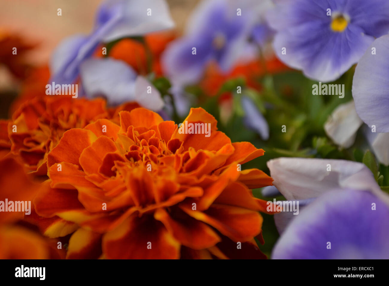 Gartenblumen - Stiefmütterchen und Ringelblumen Stockfoto