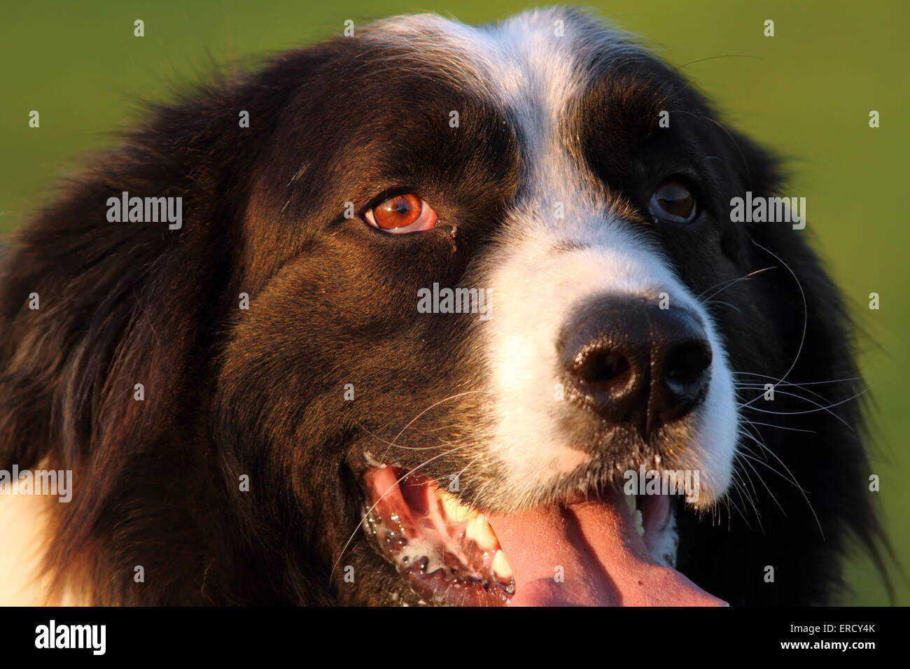 Porträt des rumänischen Schäferhund in der Nähe der Schäferei Stockfoto