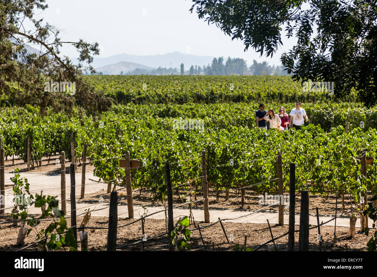 Trauben wachsen, Weingut Concha y Toro, Santiago, Chile Stockfoto