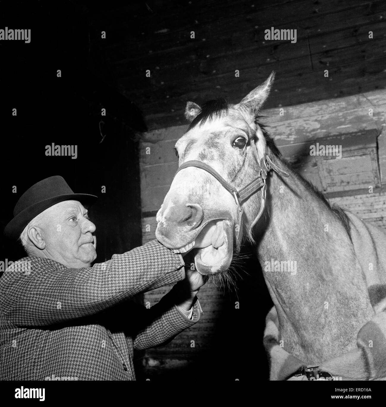 Im Stall bei Newmarket, hinter den Kulissen nimmt Bilder. Pferd-Zahnarzt Archie Humble.  3. März 1964. Stockfoto