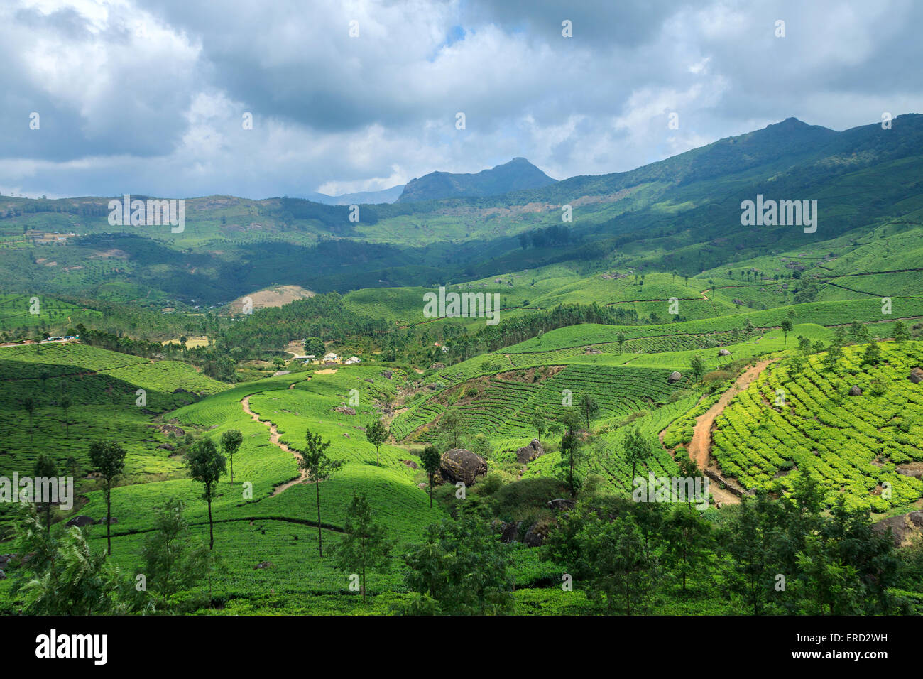 Tee-Plantagen in Munnar Stockfoto