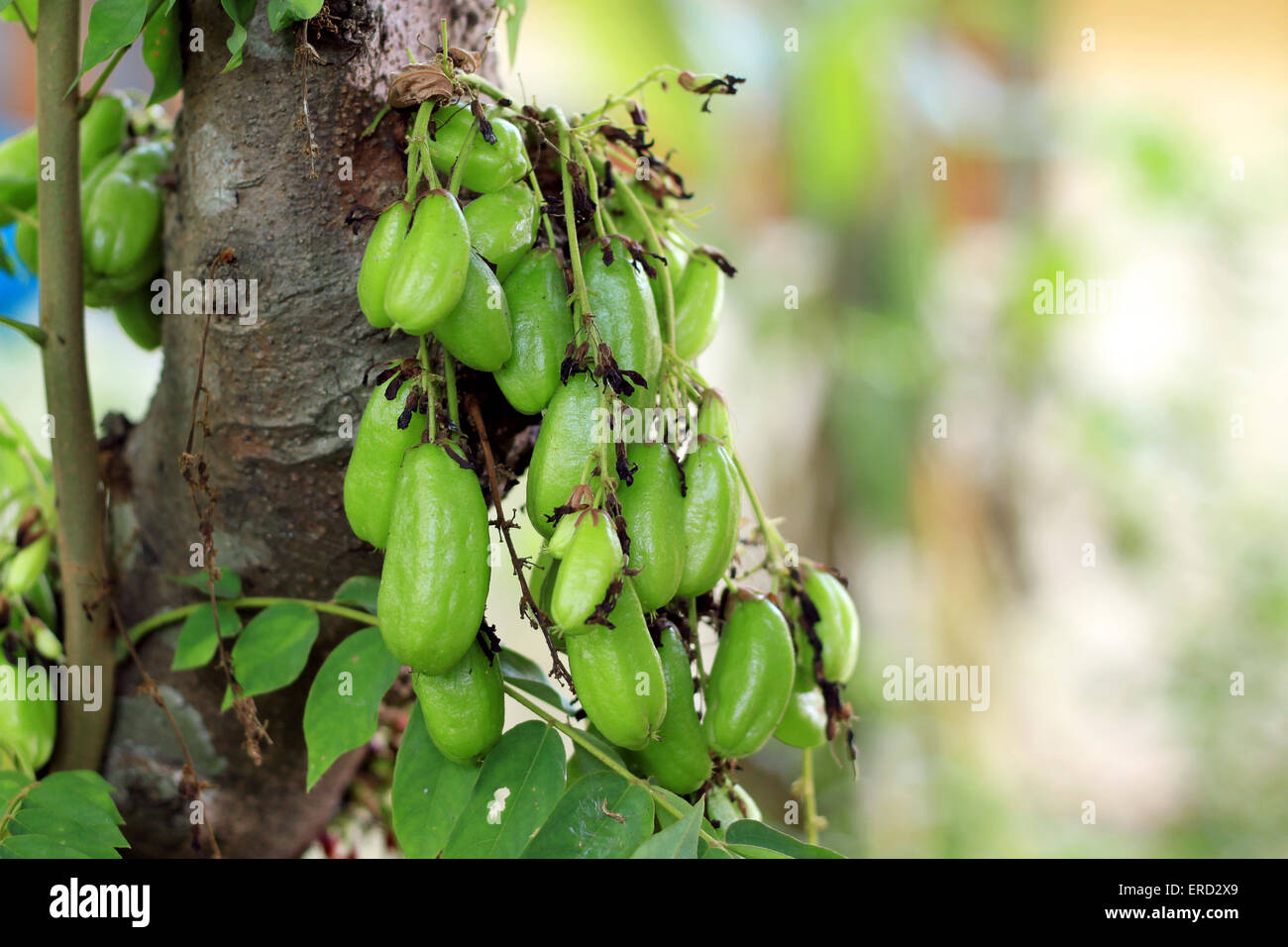 Gattung Bilimbi Linn/Bilimbi/Gurke Baum Stockfoto