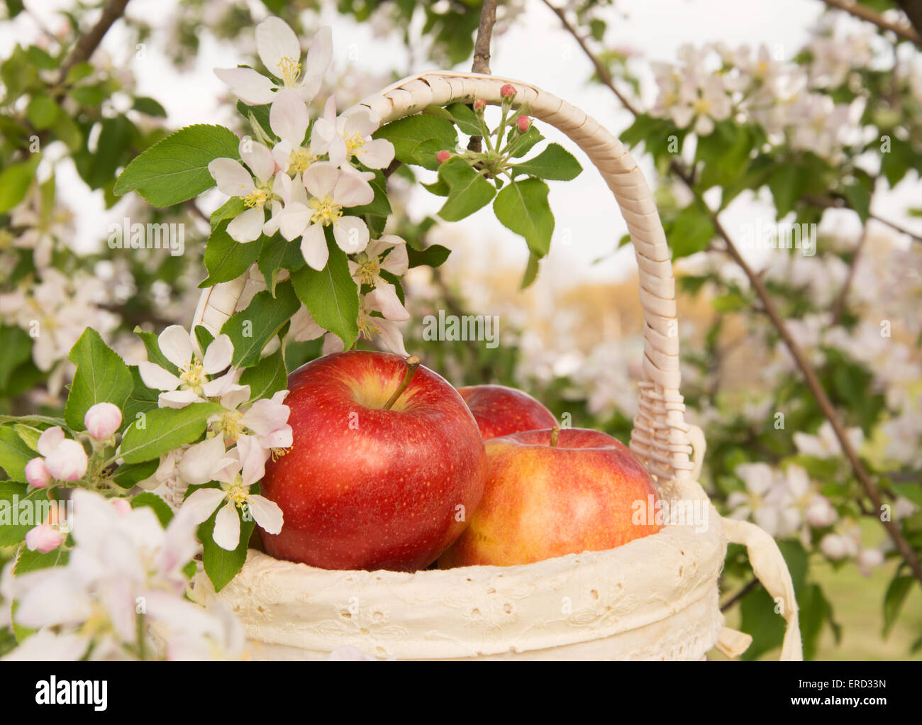 Äpfel in einem weißen Korb in einen blühenden Apfelbaum im Frühjahr Stockfoto