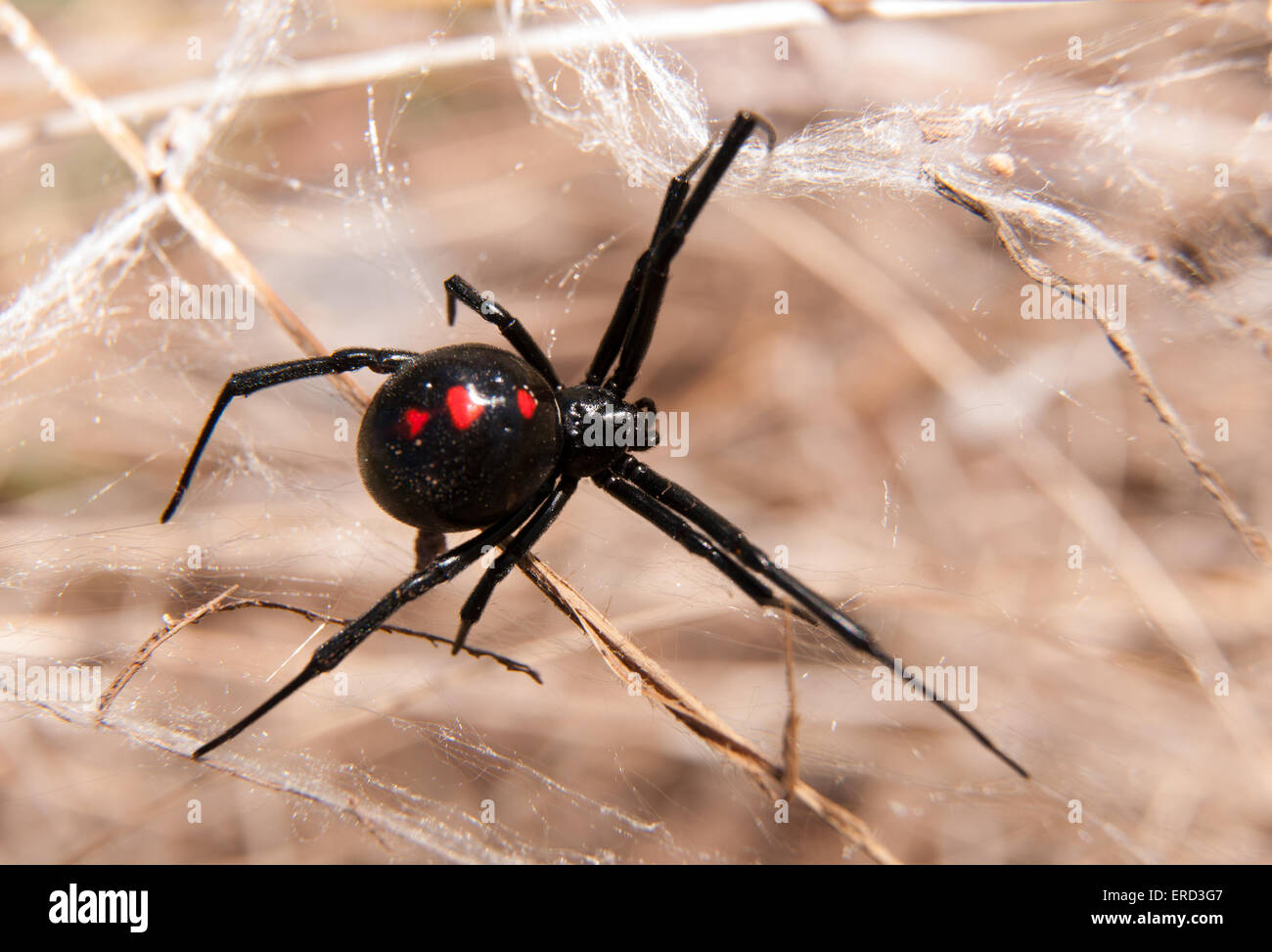 Schwarze Witwe Spinne im Freien auf einer Webseite Stockfoto