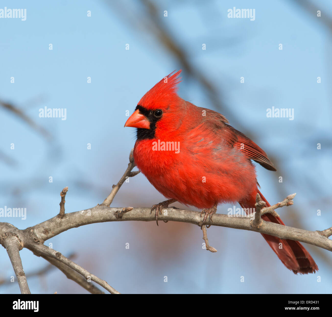 Schöne helle rote männliche nördlichen Kardinal thront in einer Eiche im winter Stockfoto