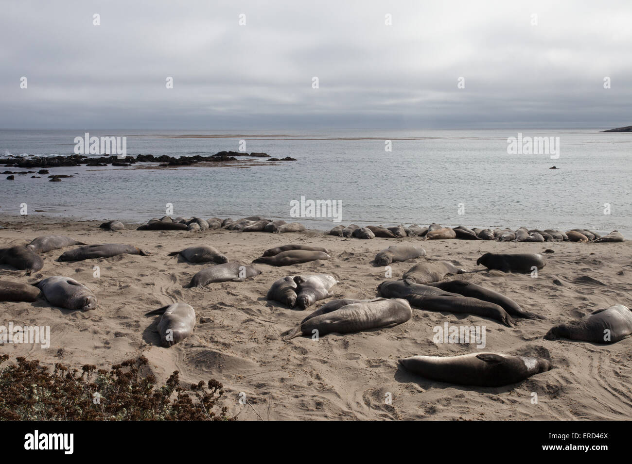 See-Elefanten Faulenzen in Piedras Blancas Strand, Big Sur, Kalifornien. Stockfoto