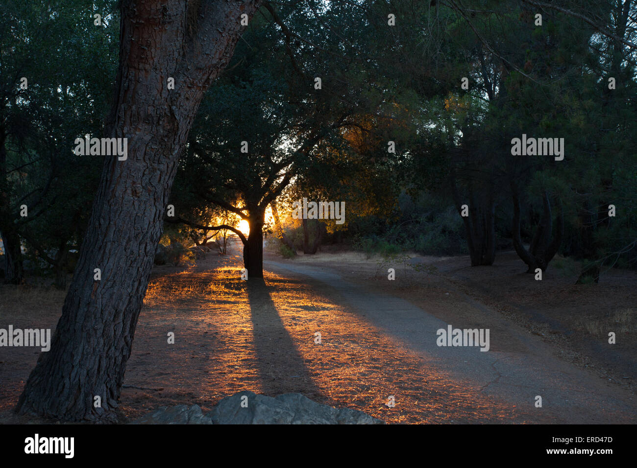 Sonnenuntergang Spaziergang in Big Sur, Kalifornien Stockfoto