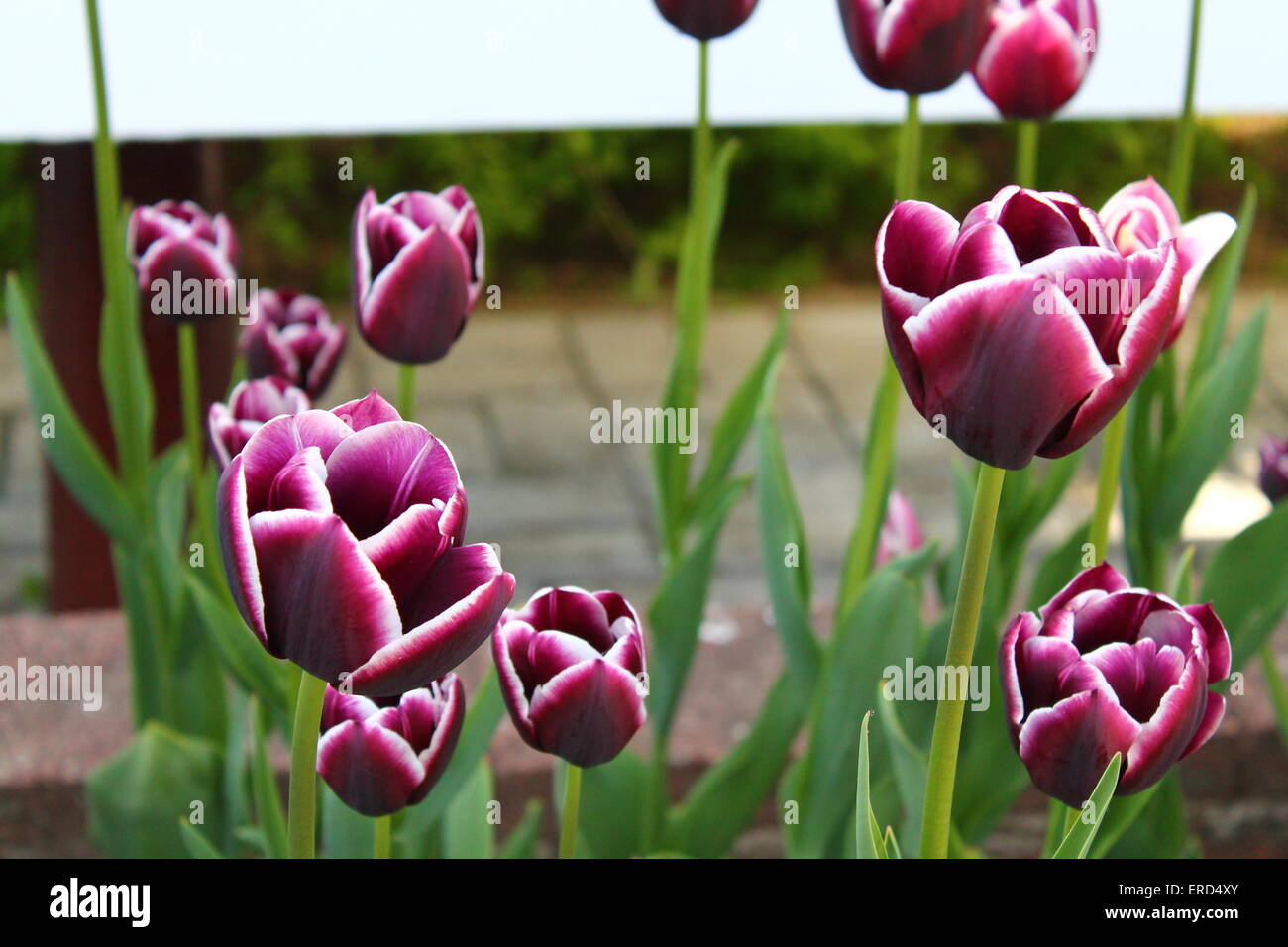 schön tief violette Farbe Tulpen wachsen auf enge saftige Sticks mit breiten grünen Blättern Stockfoto