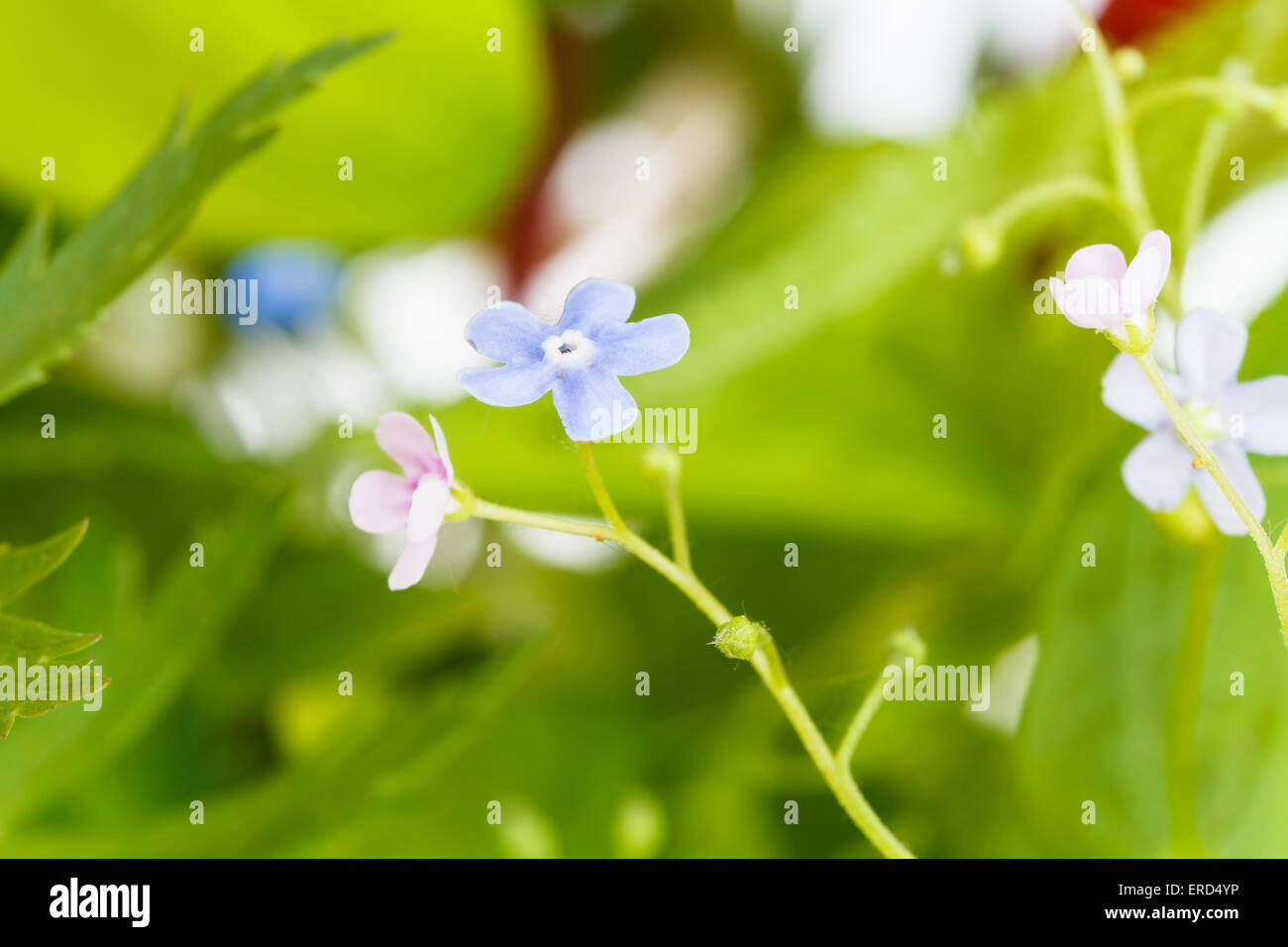 Blau und rosa Vergissmeinnicht Blumen hautnah auf natürliche Wiese Stockfoto