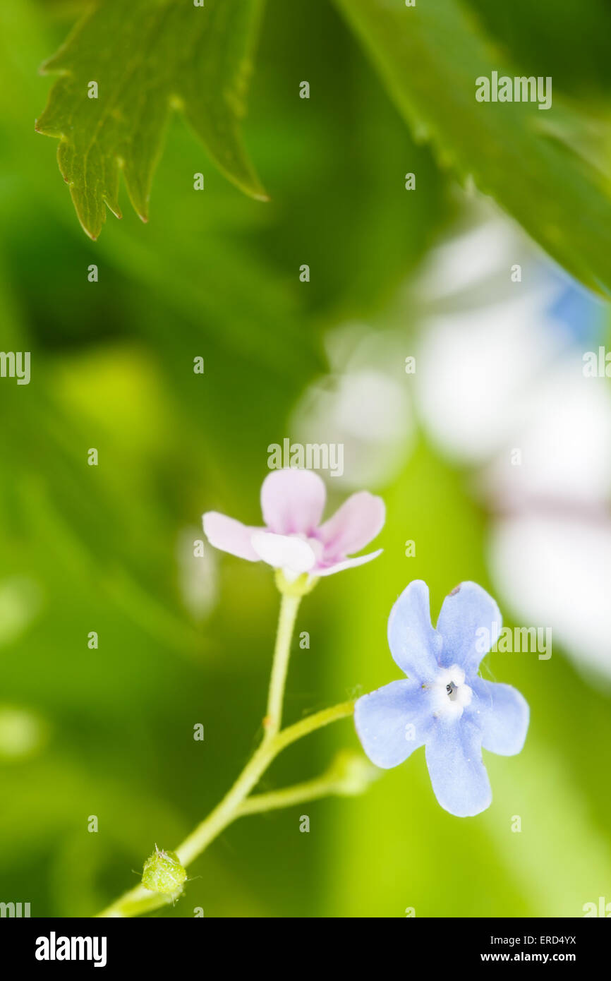 Grün und blau und rosa Vergissmeinnicht Blumen hautnah Stockfoto