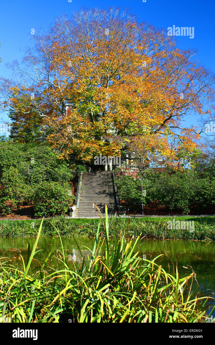 Old Westbury Gardens Treppe und Herbst Baum Stockfoto