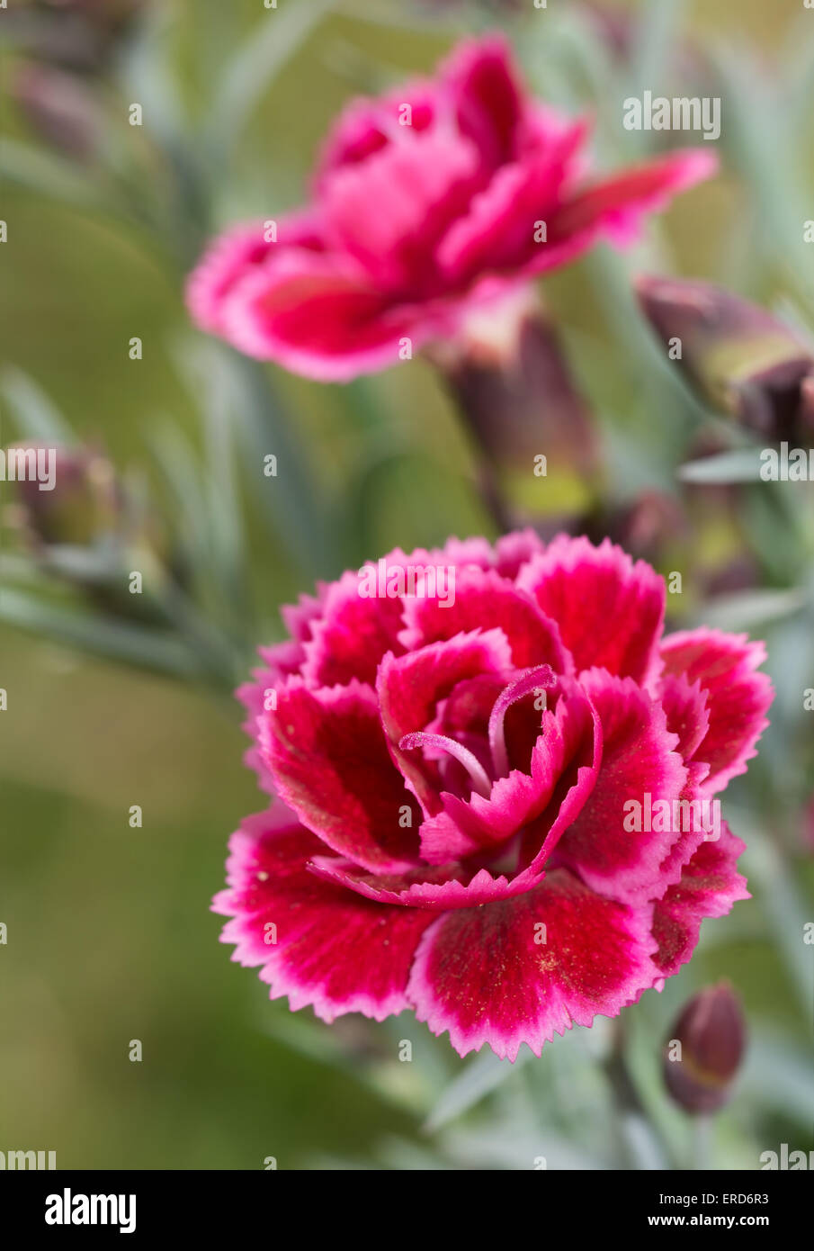 Wunderschöne Burgunder Dianthus Blume Stockfoto