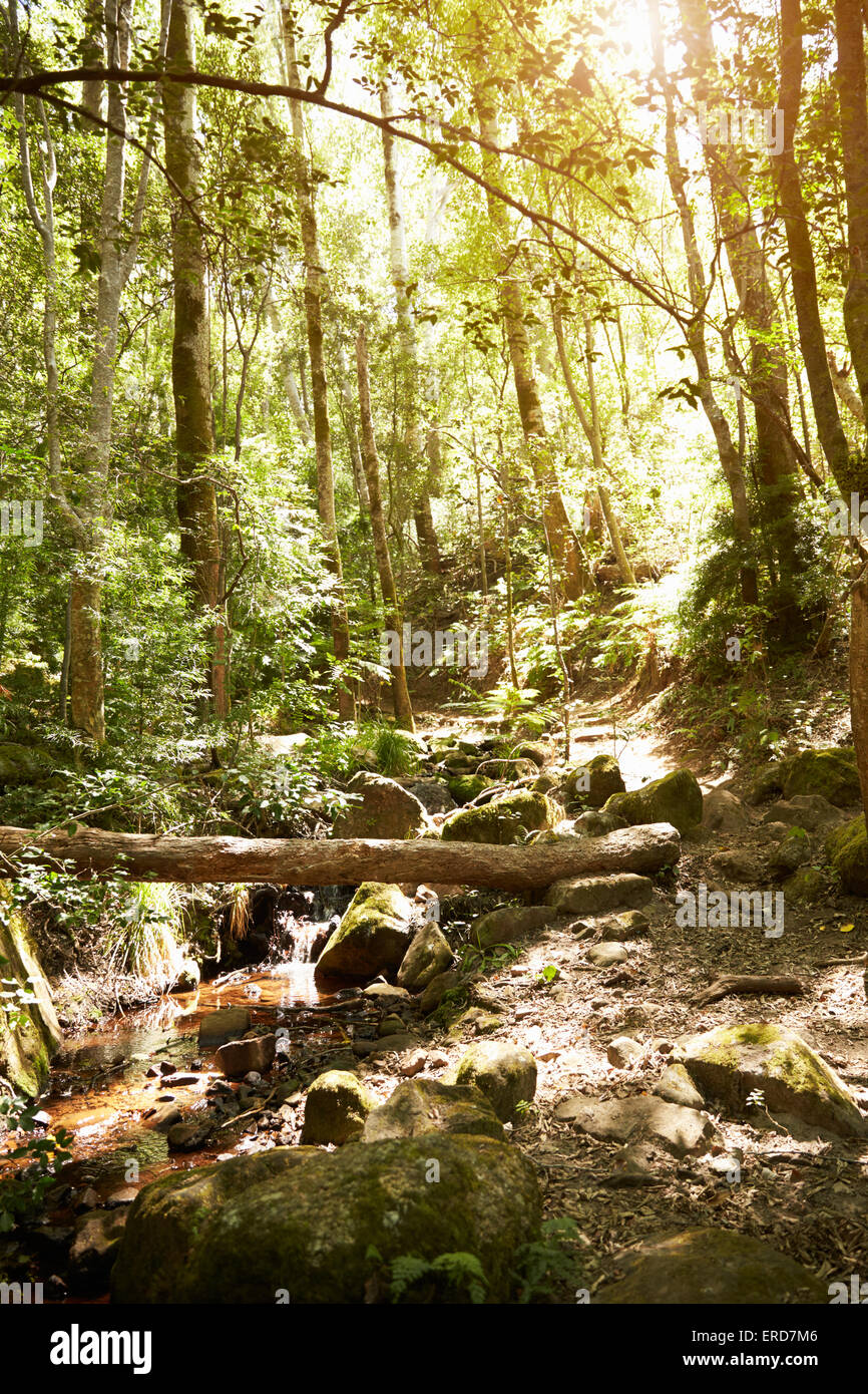 Schönen Waldweg ohne Personen Stockfoto