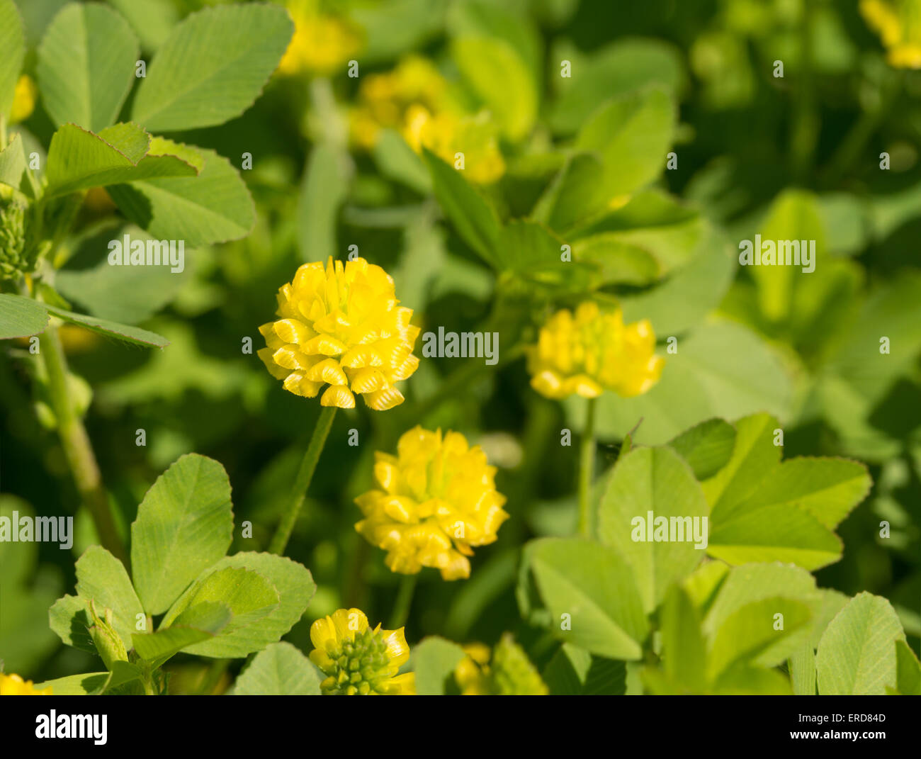 Trifolium Aureum, goldene Kleeblatt Blume in der Frühlingssonne Stockfoto