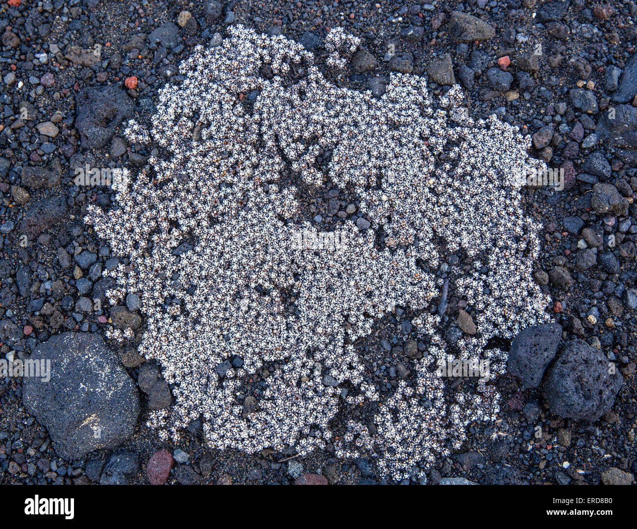 Winzige Bodenanpassung alpine Pflanze möglicherweise Steinbrech Saxifraga Familie auf Lava Flow Felsen auf dem Ngauruhoe Vulkan Neuseeland Stockfoto