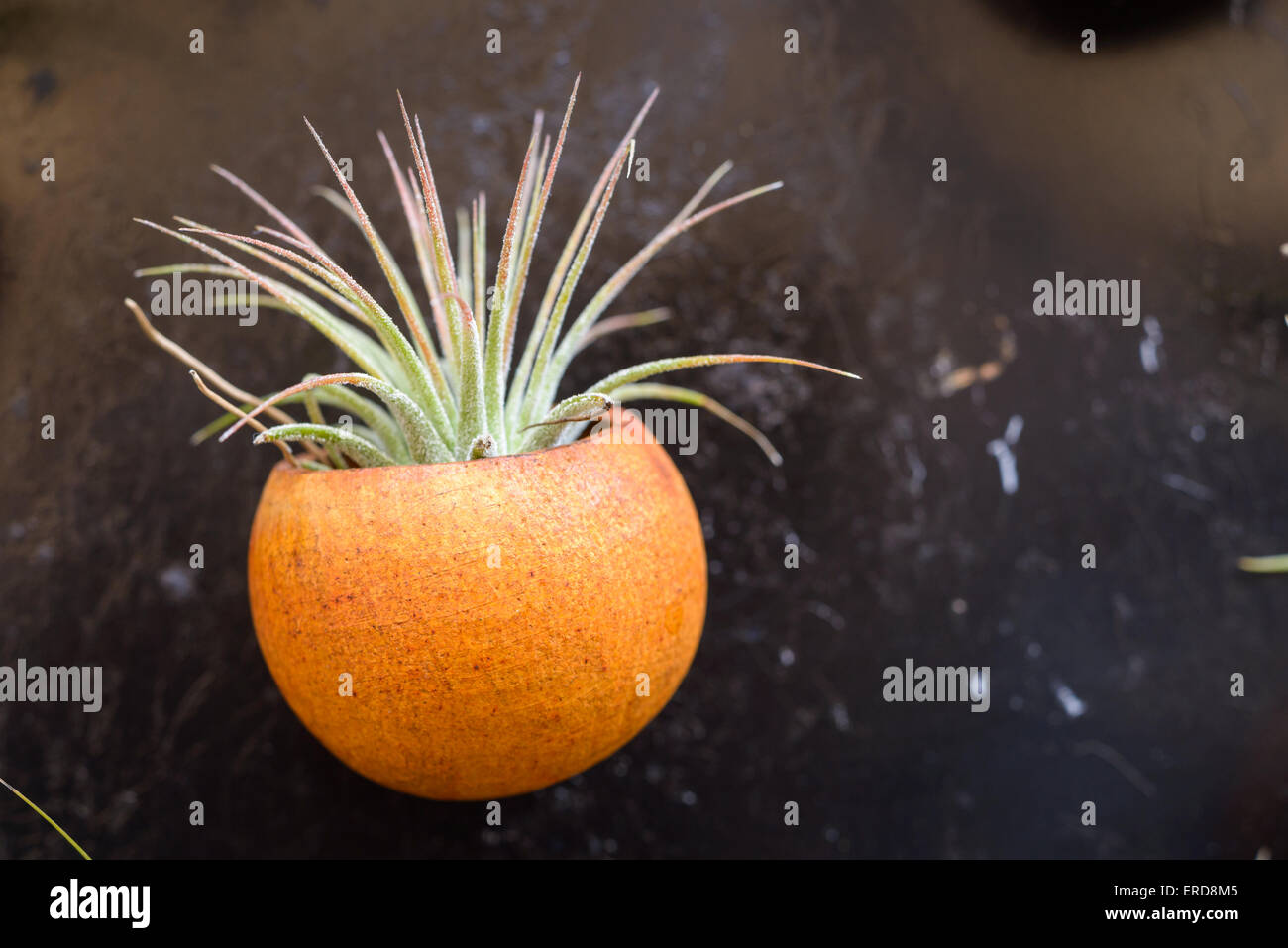 Schöne Komposition von Tillandsia, immergrüne, ausdauernde Blütenpflanzen in der Familie Bromeliaceae, ursprünglich aus der fores Stockfoto