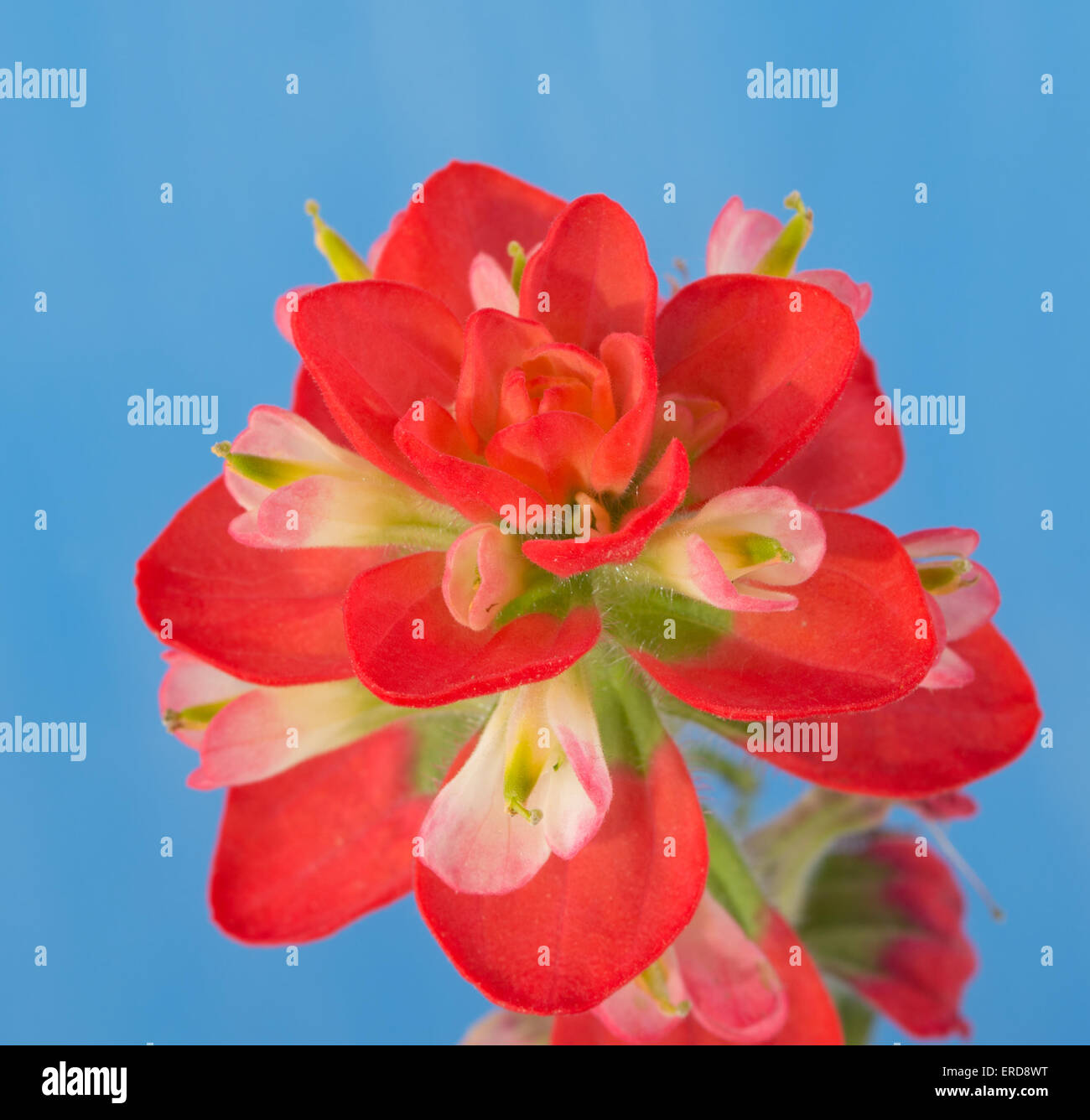 Nahaufnahme einer leuchtend roten Indian Paintbrush Blume vor blauem Hintergrund Stockfoto