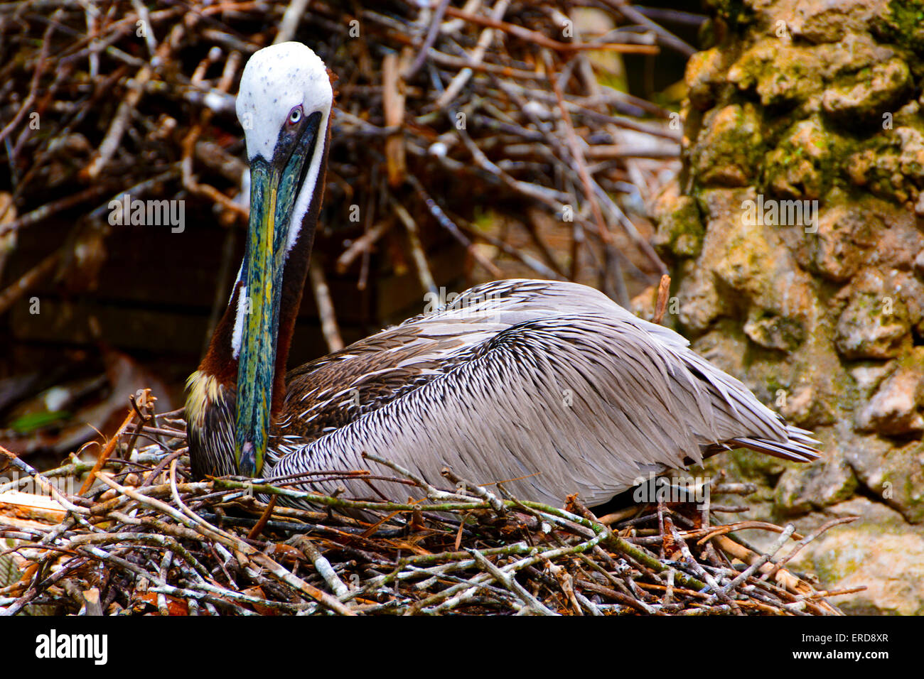 Braune Pelikan ruht auf Nest. Genommen in Crystal River, Florida USA Stockfoto