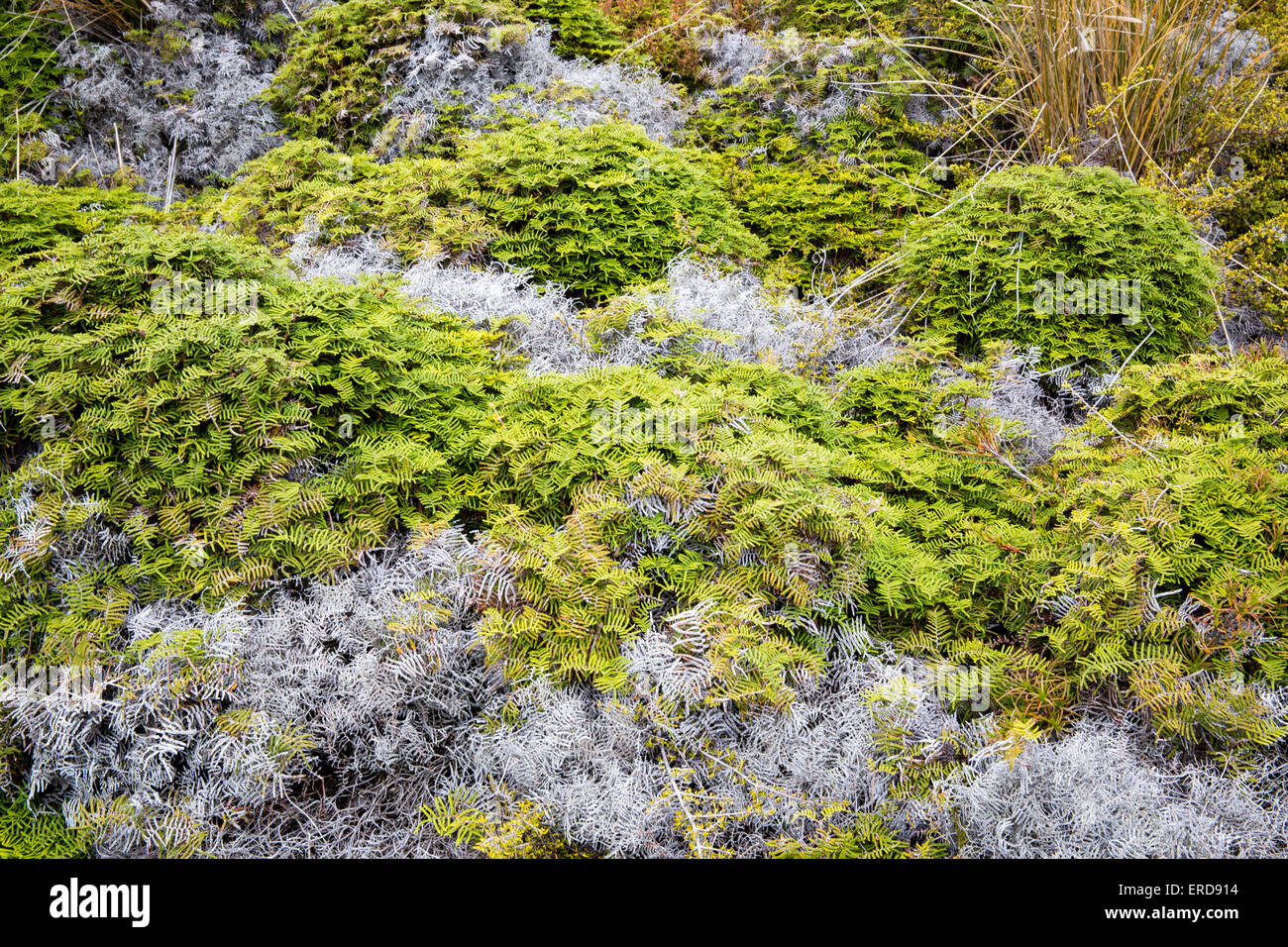 Gewirr Farn Gleichenia Dicarpa eine Dichte Matte bilden Farn der offenen subalpinen Peeling von Neuseeland Tongariro National Park Stockfoto