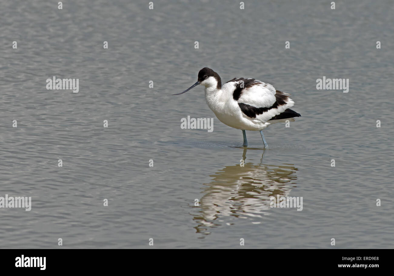 Säbelschnäbler Recurvirostra Avosetta. Frühling. UK Stockfoto